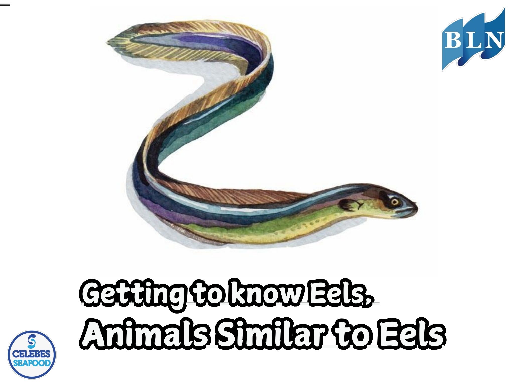 Getting to know Eels, Animals Similar to Eels